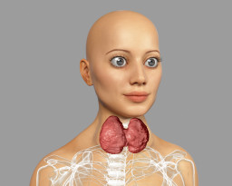 Maladie de la thyroïde et des yeux (maladie de Graves)