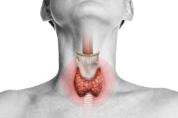 Thyroïde trop active (hyperthyroïdie)