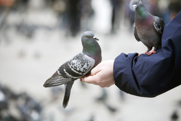 Alvéolite allergique