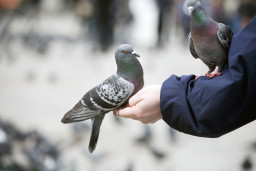 Alvéolite allergique