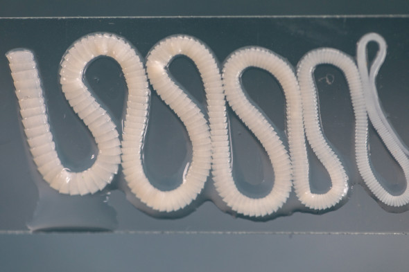 Ver solitaire (ténia)