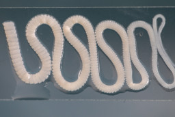 Ver solitaire (ténia)