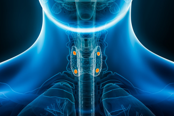 Trop de calcium dans le sang (hypercalcémie) et hyperactivité des glandes parathyroïdes (hyperparathyroïdie)